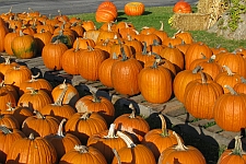 Pumpkins Galore!